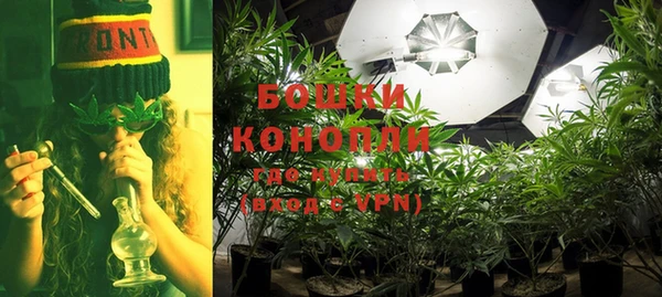 прущие грибы Вязники